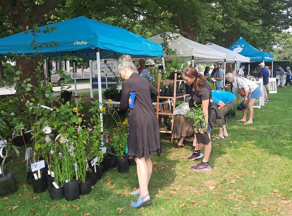 Grow Native Massachusetts Inc