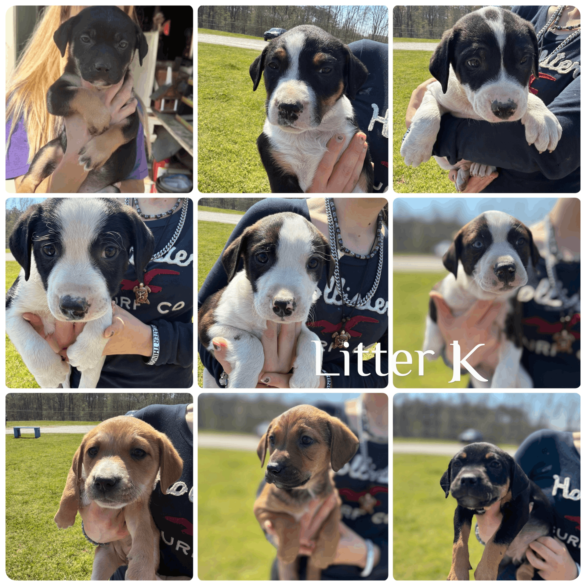 Corinth Alcorn Animal Shelter Inc