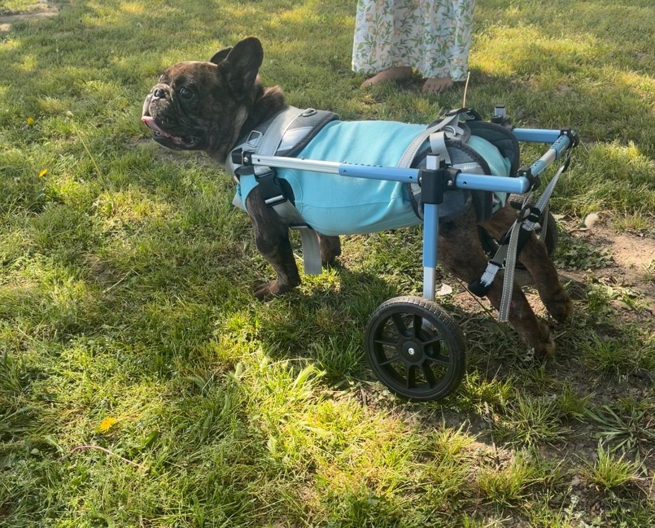 Corinth Alcorn Animal Shelter Inc