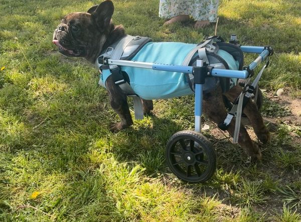 Corinth Alcorn Animal Shelter Inc