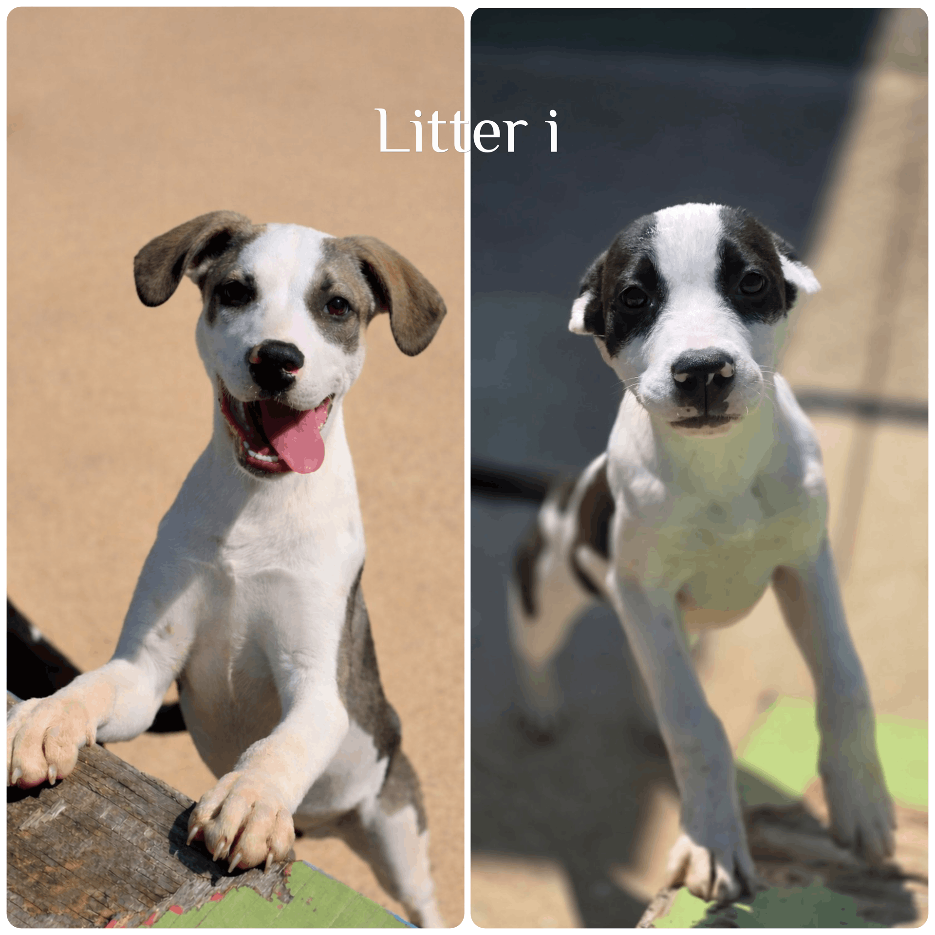 Corinth Alcorn Animal Shelter Inc
