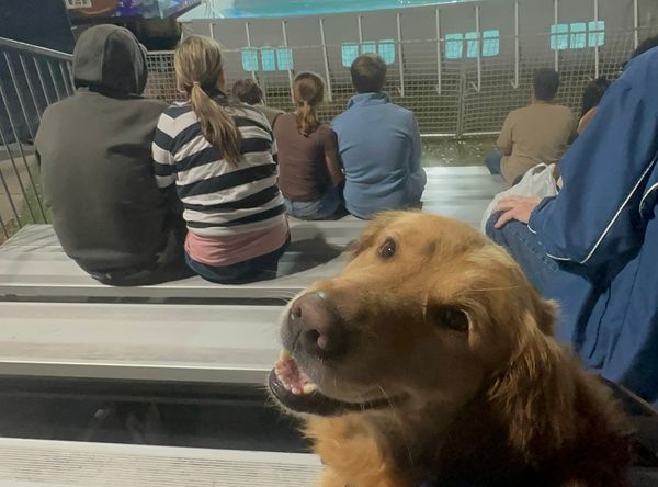 Florida Service Dogs, Inc.