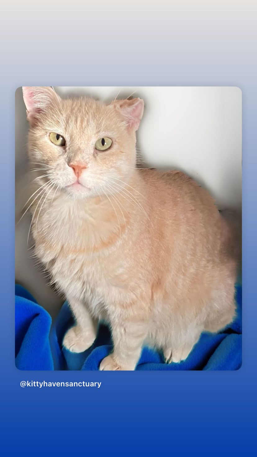 Kitty Haven Sanctuary - TFFS