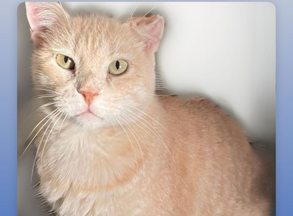 Kitty Haven Sanctuary - TFFS