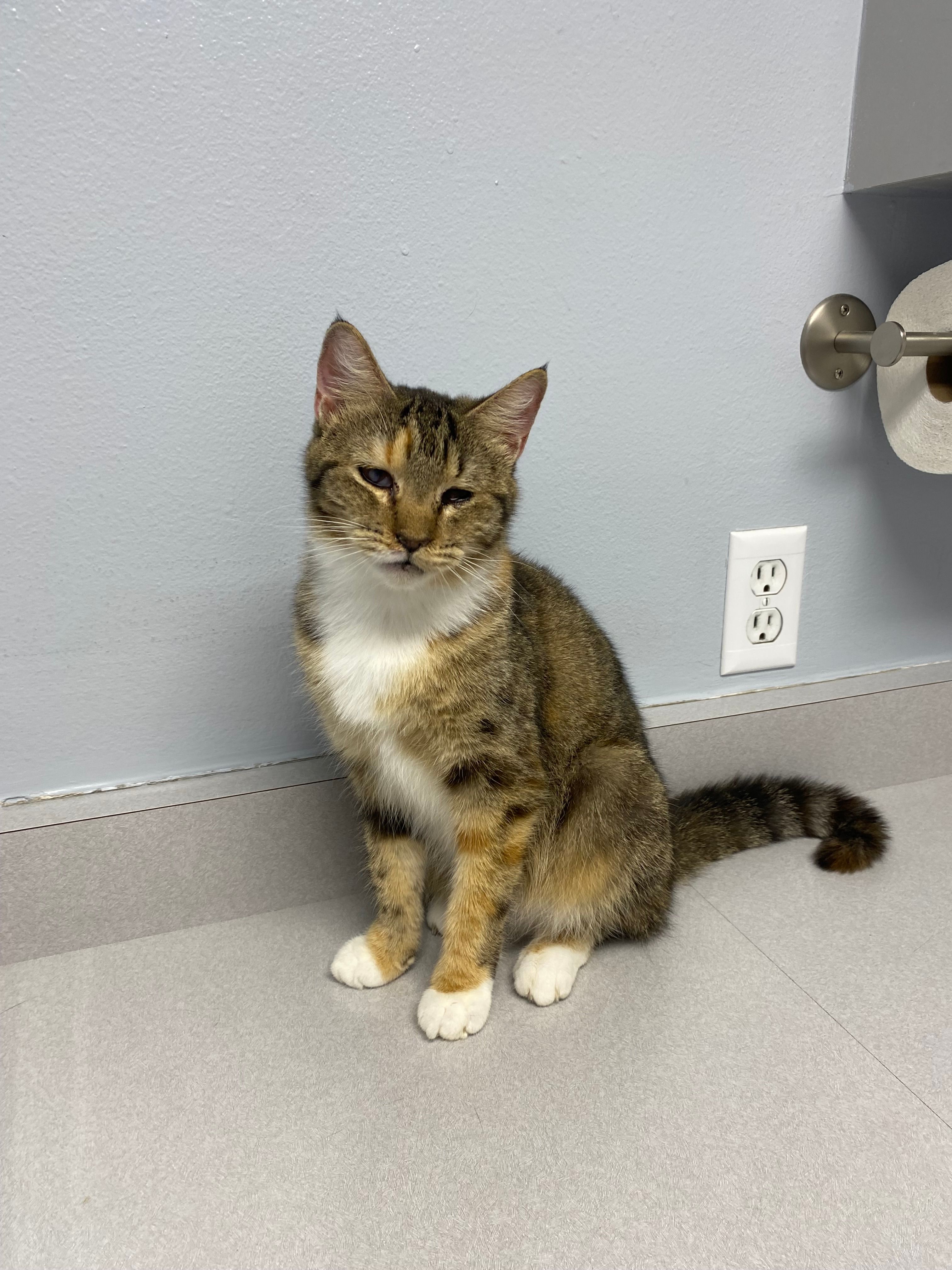 Kitty Haven Sanctuary - TFFS