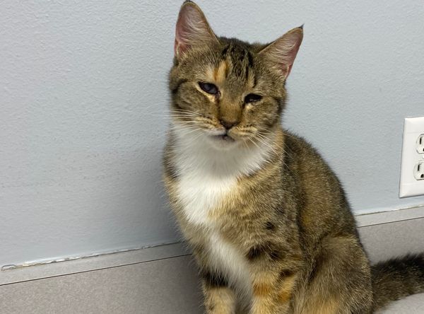 Kitty Haven Sanctuary - TFFS