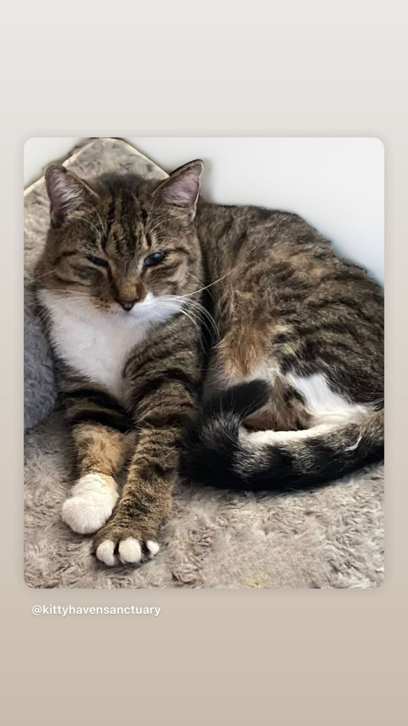 Kitty Haven Sanctuary - TFFS