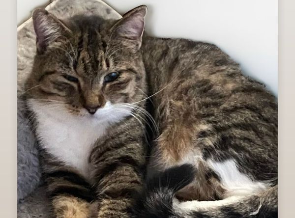 Kitty Haven Sanctuary - TFFS