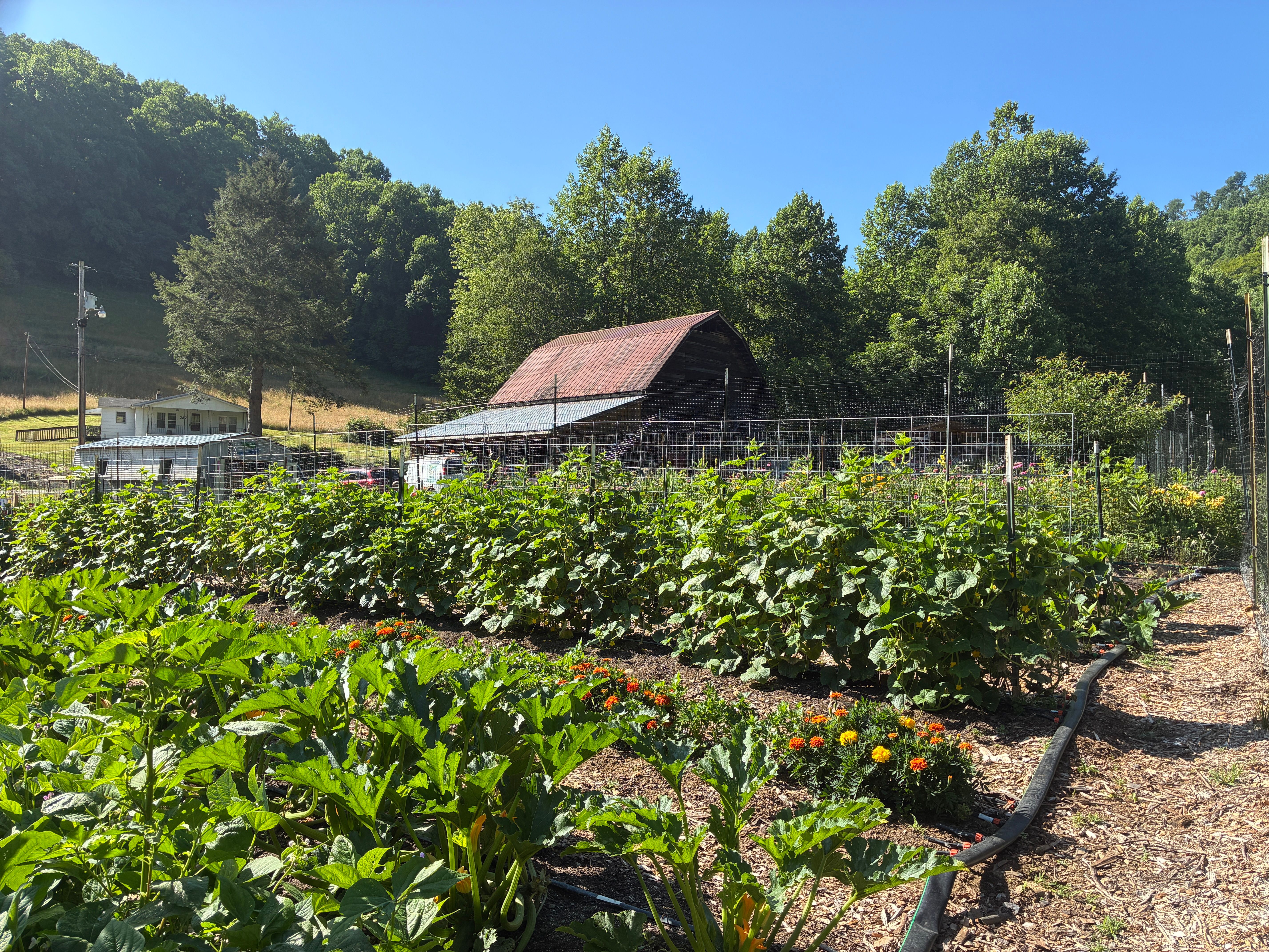 Dig In! Yancey Community Garden