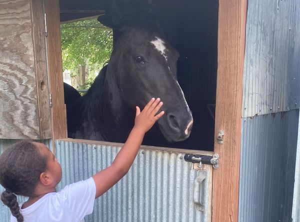 Urban Acres Horse Rescue