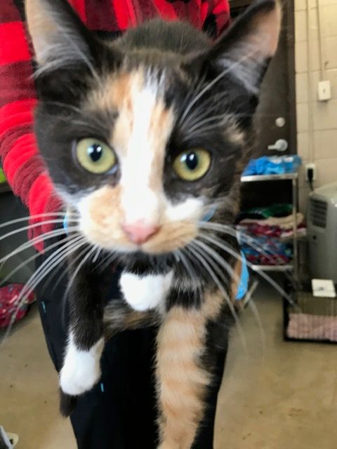 Helping Every Animal Rescue and Transport of Texas