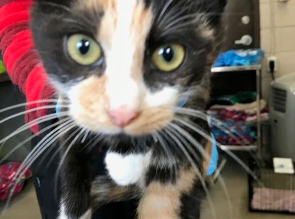 Helping Every Animal Rescue and Transport of Texas