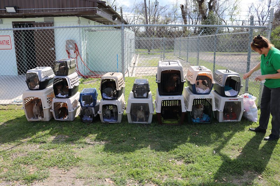 Helping Every Animal Rescue and Transport of Texas