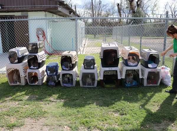 Helping Every Animal Rescue and Transport of Texas