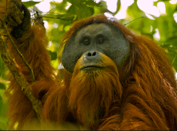 People Resources and Conservation Foundation