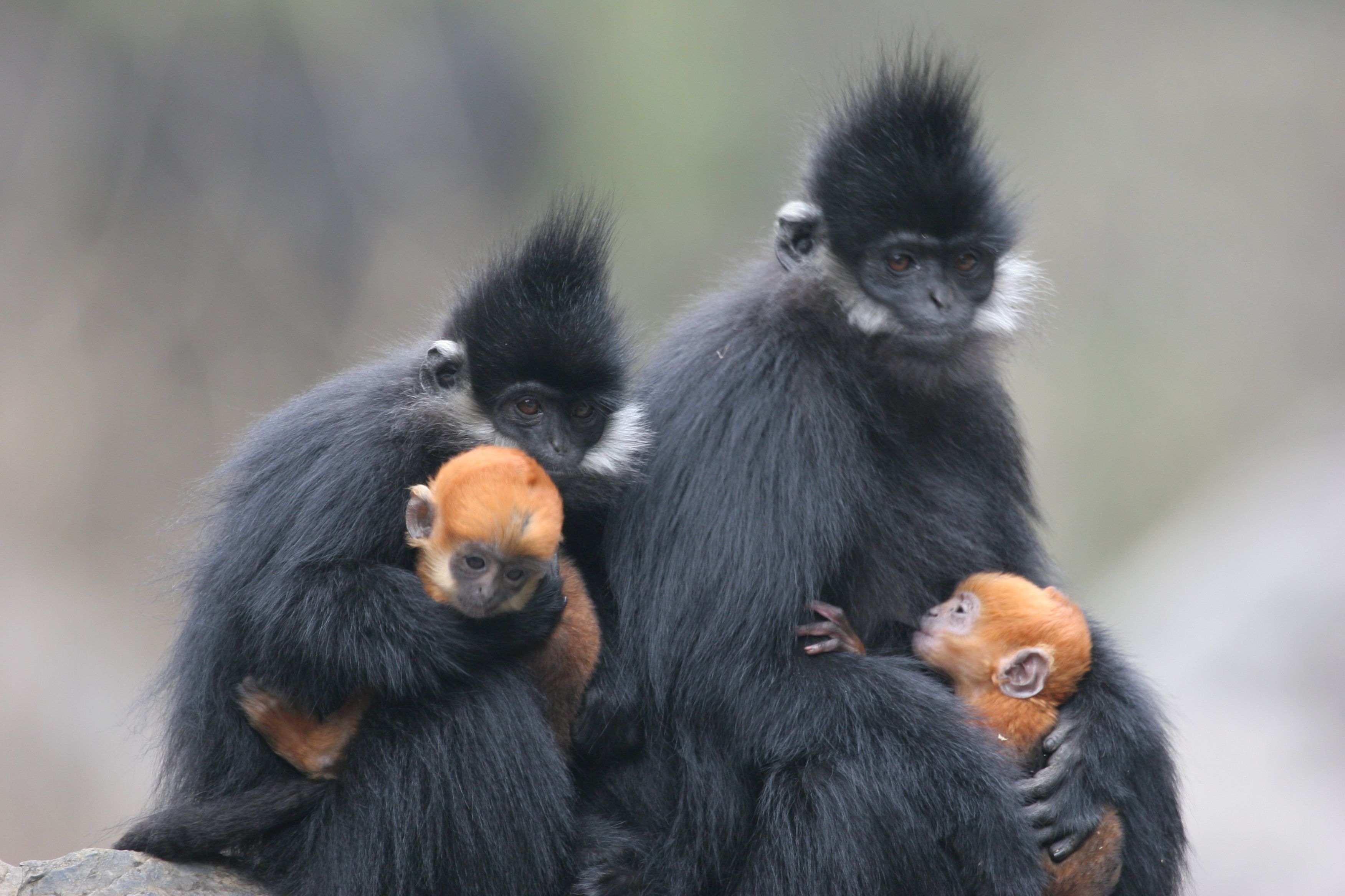 People Resources and Conservation Foundation