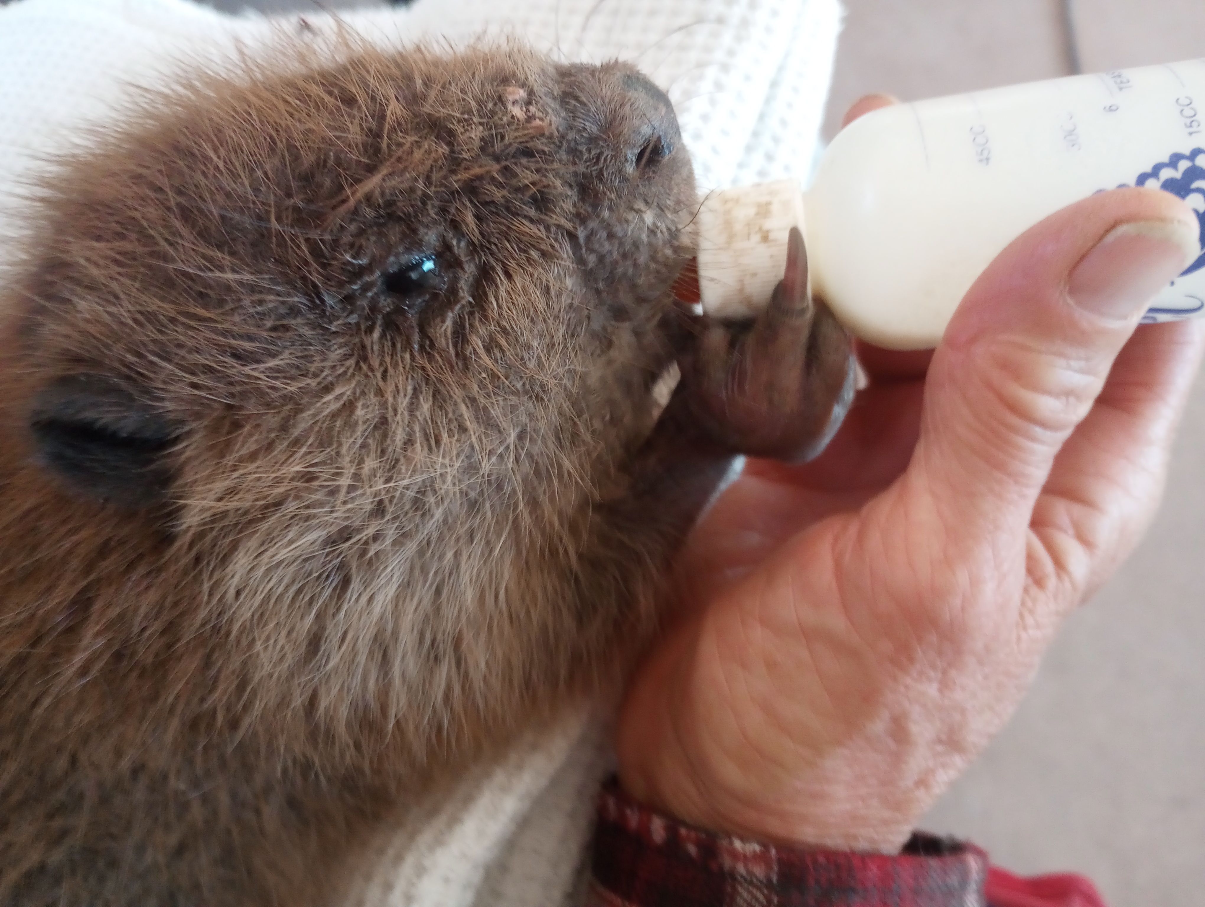 Roubideau Rim Wildlife Rescue