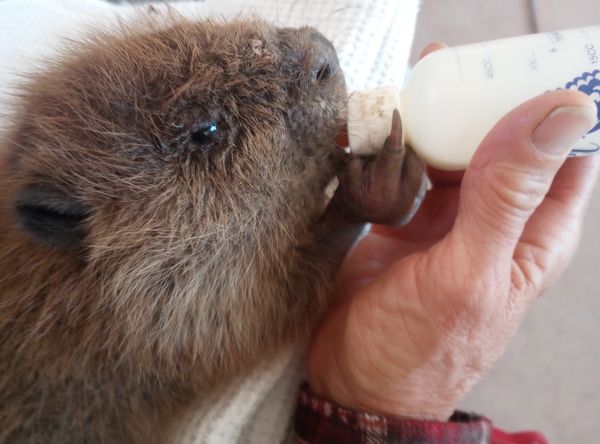 Roubideau Rim Wildlife Rescue