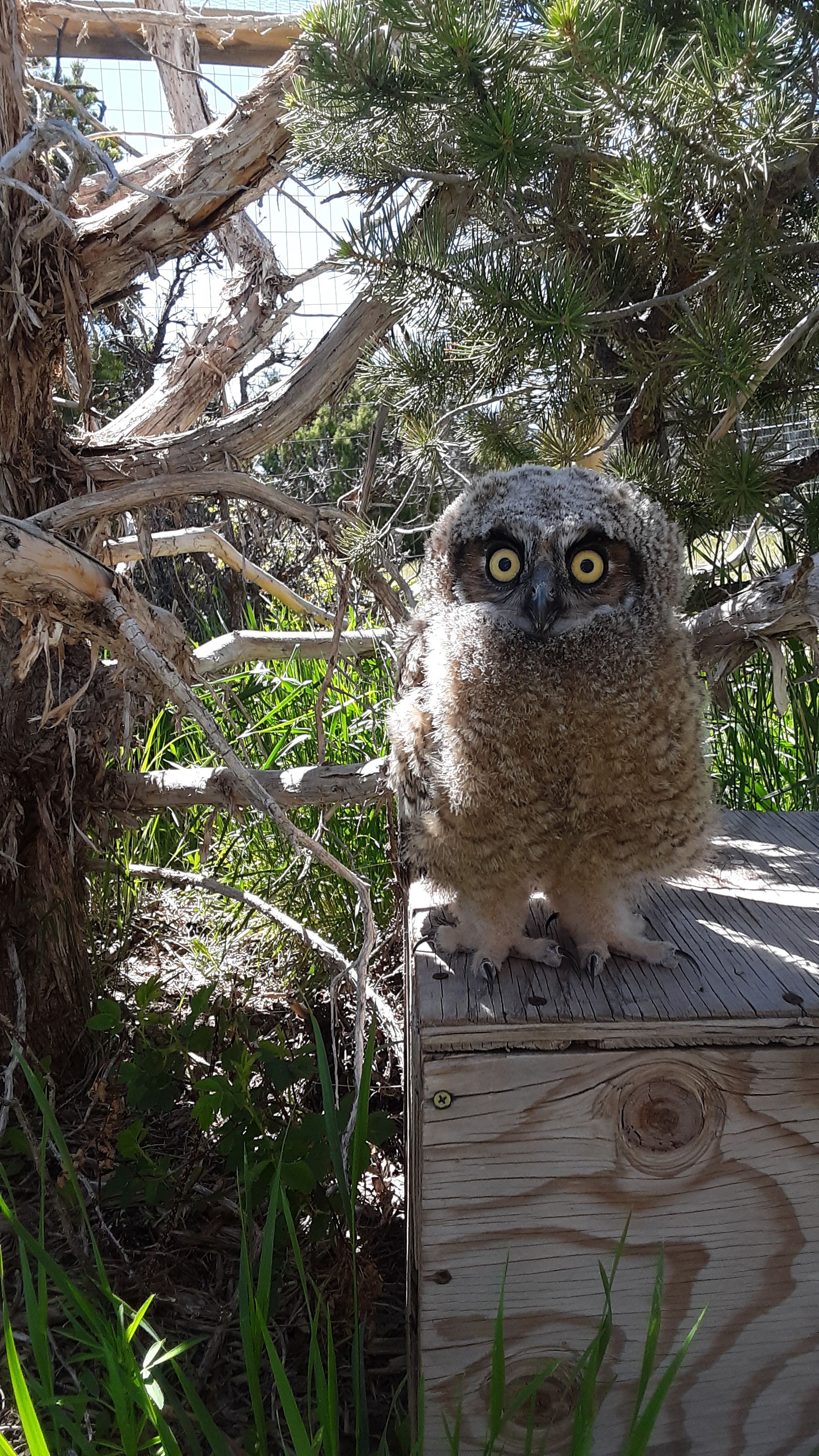 Roubideau Rim Wildlife Rescue