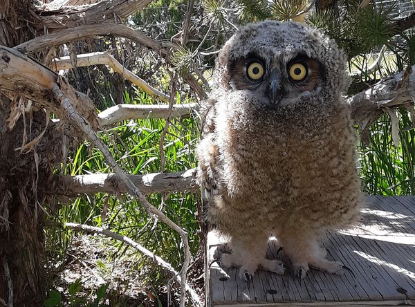 Roubideau Rim Wildlife Rescue