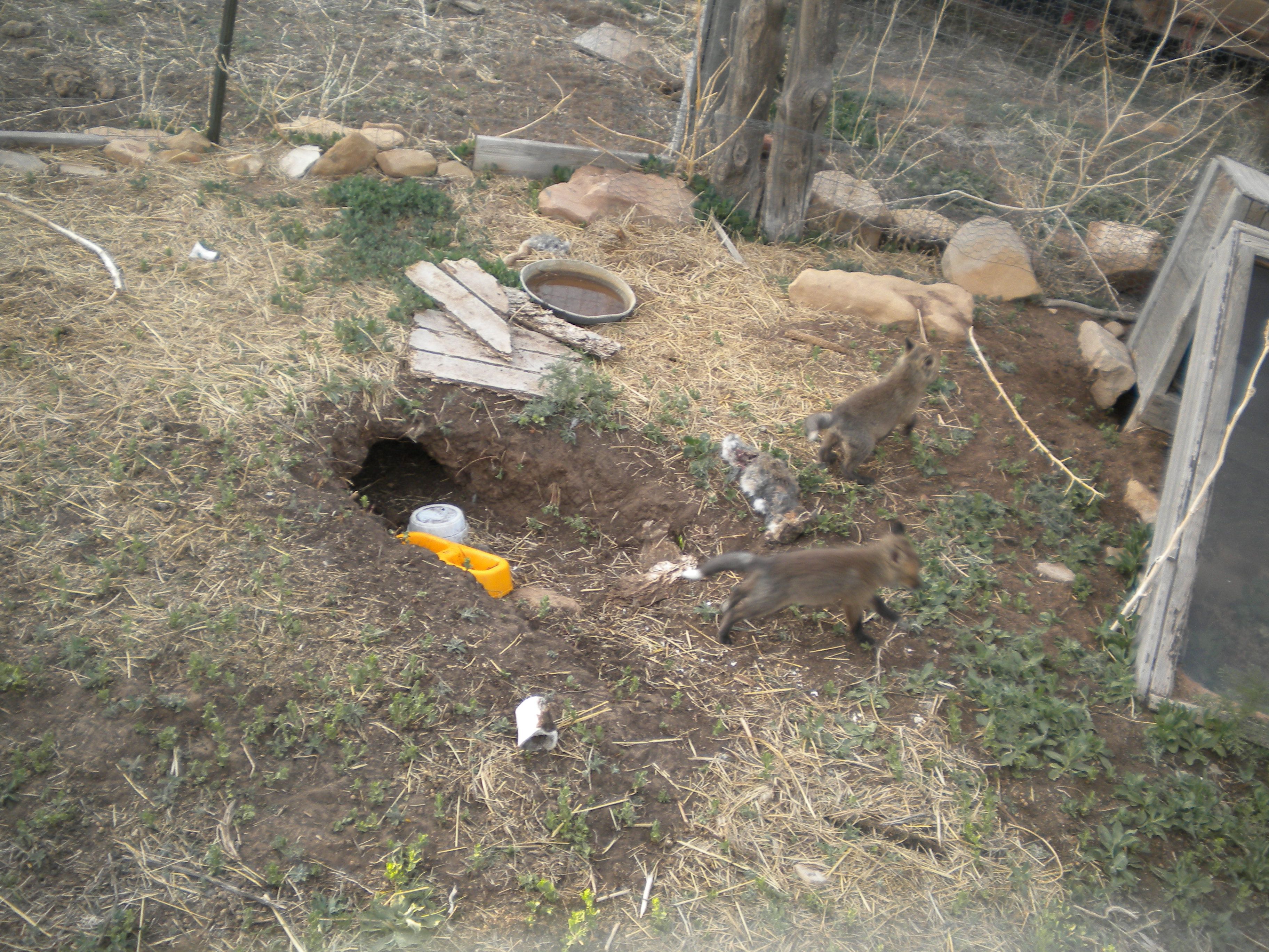 Roubideau Rim Wildlife Rescue