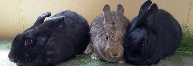 CAPA (Companion Animal Placement Assistance)