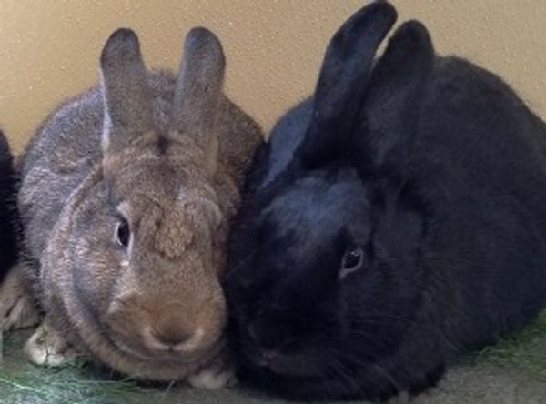 CAPA (Companion Animal Placement Assistance)