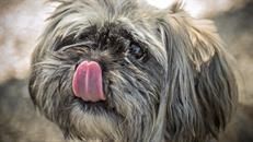 CAPA (Companion Animal Placement Assistance)