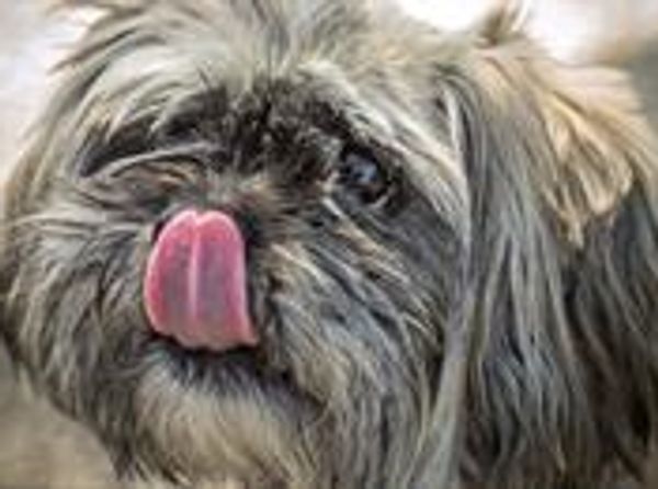 CAPA (Companion Animal Placement Assistance)