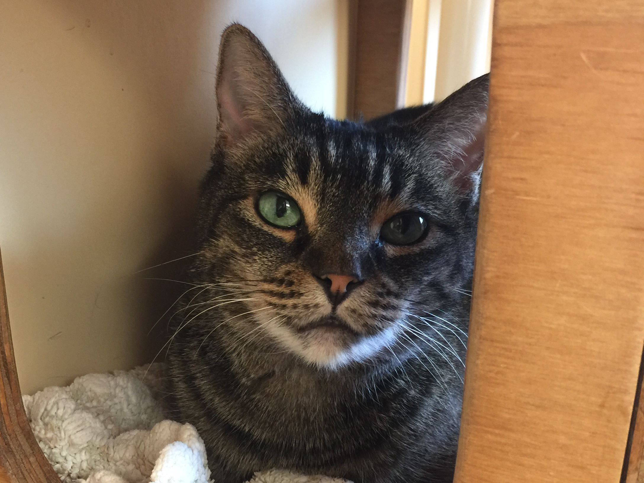 CAPA (Companion Animal Placement Assistance)