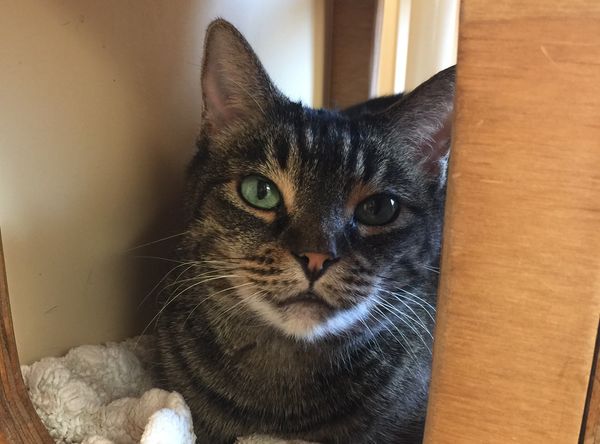 CAPA (Companion Animal Placement Assistance)