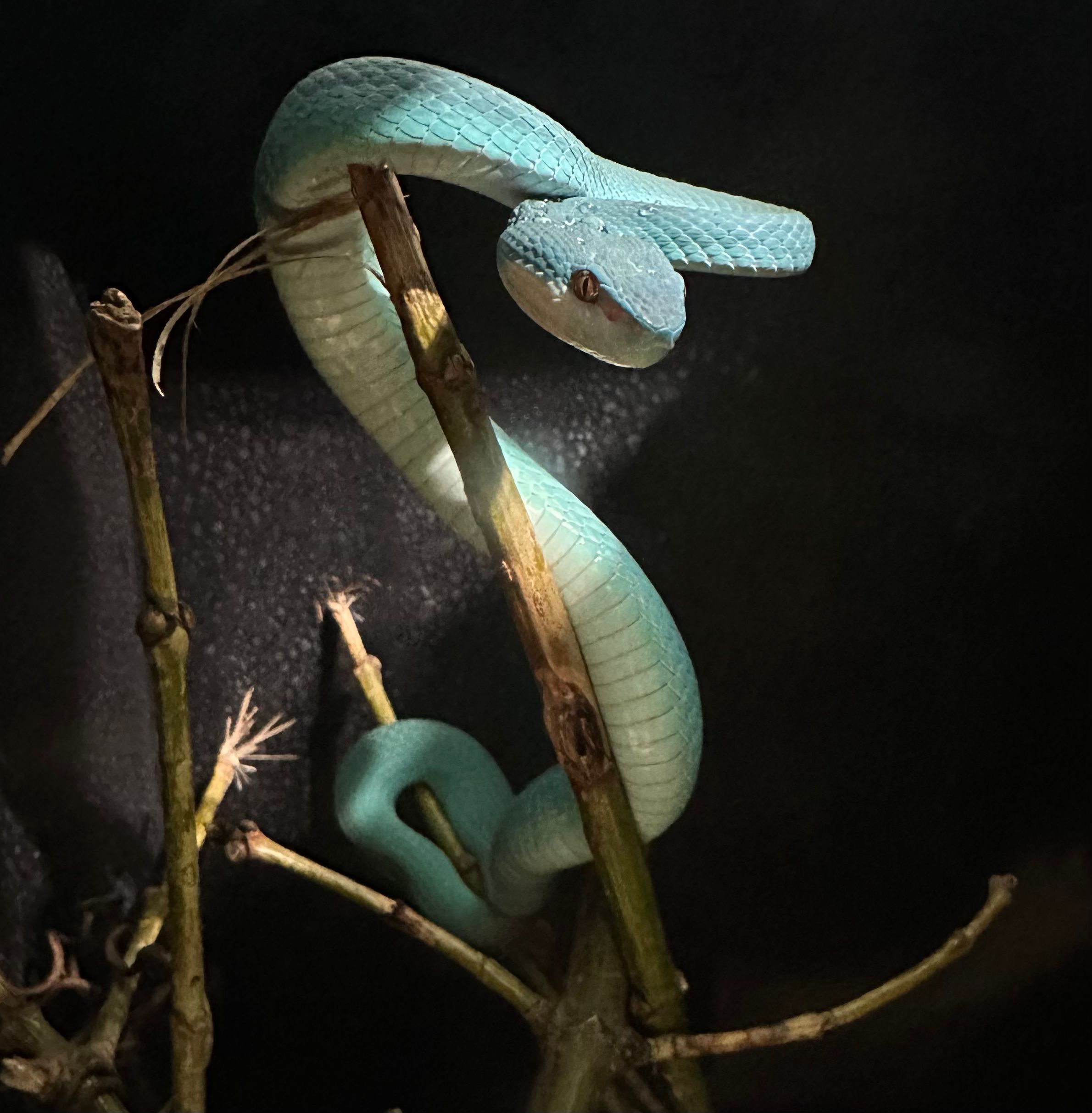 Kentucky Reptile Zoo