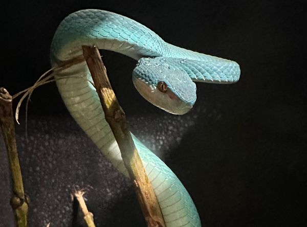 Kentucky Reptile Zoo