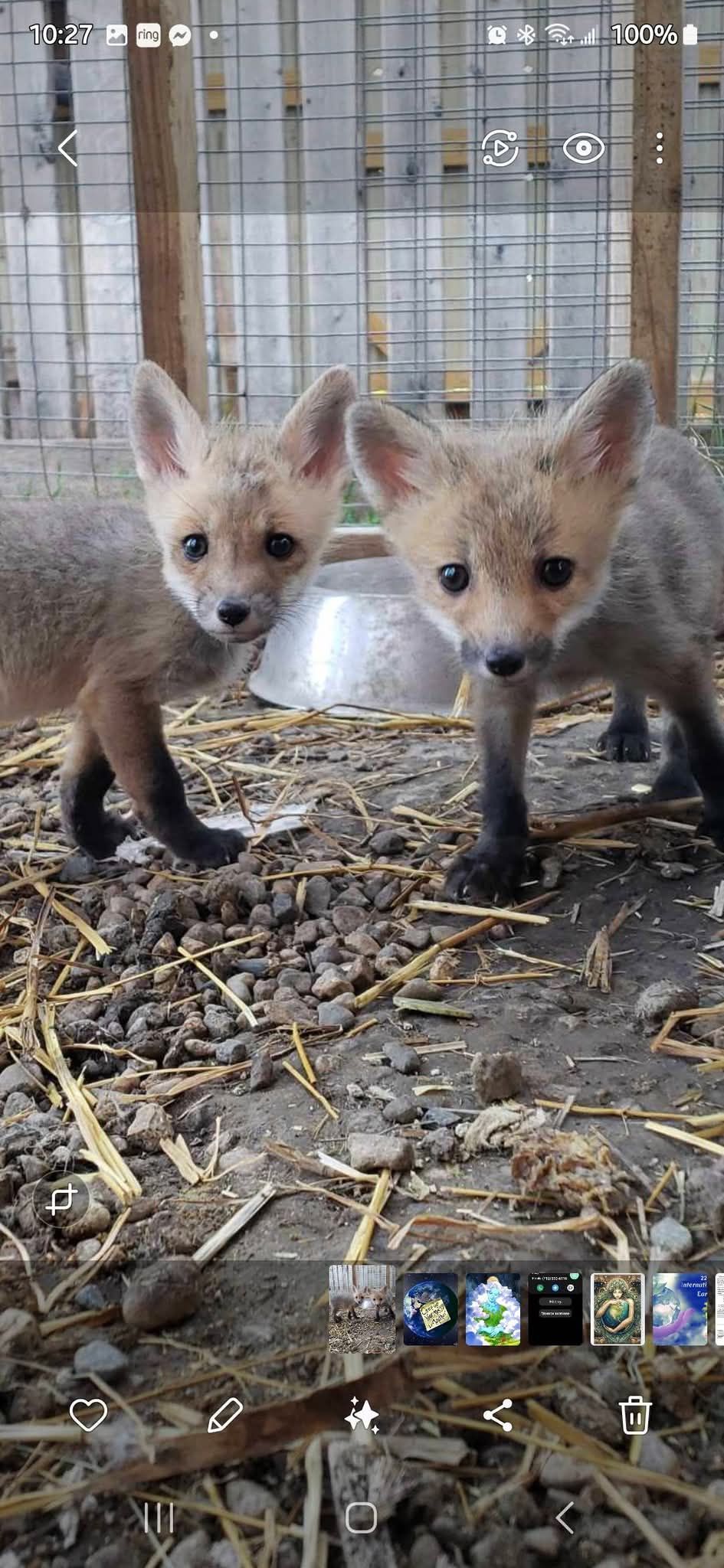 Wildthunder Wildlife Animal Rehab