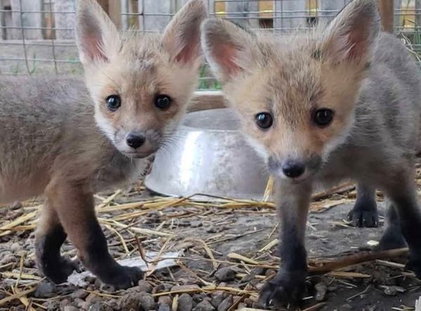 Wildthunder Wildlife Animal Rehab