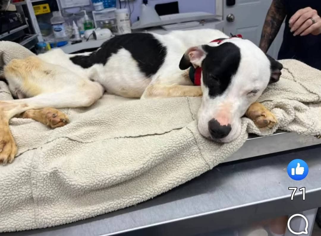 Wildthunder Wildlife Animal Rehab