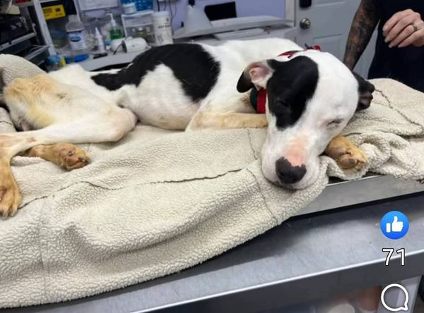 Wildthunder Wildlife Animal Rehab