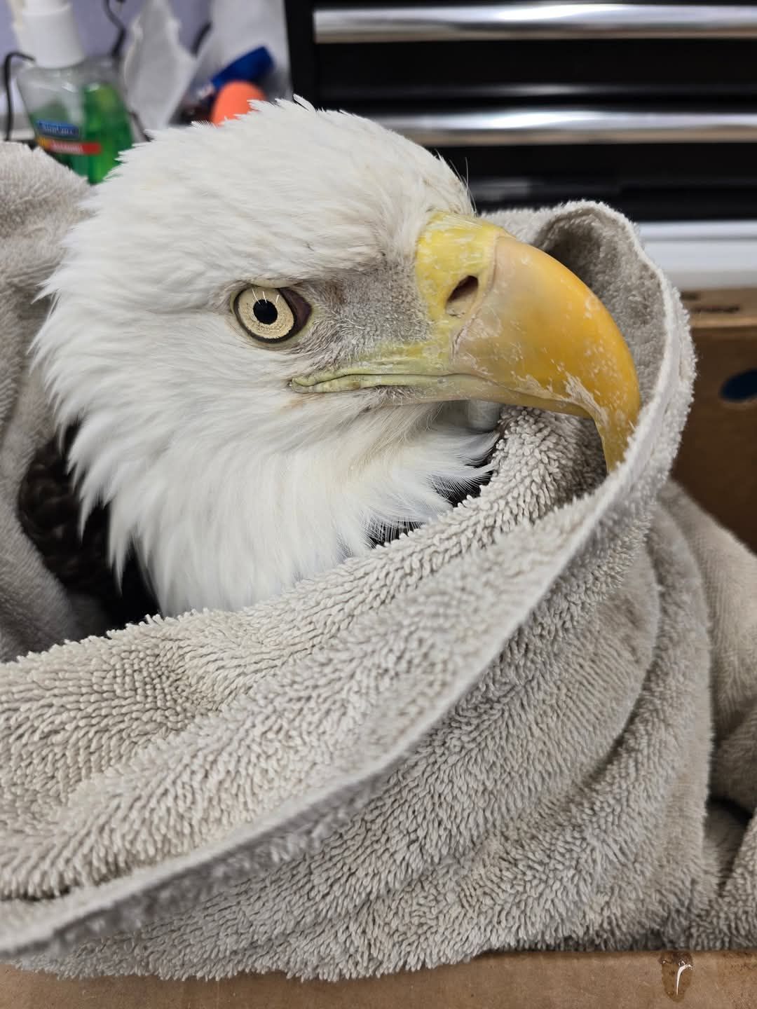 Wildthunder Wildlife Animal Rehab