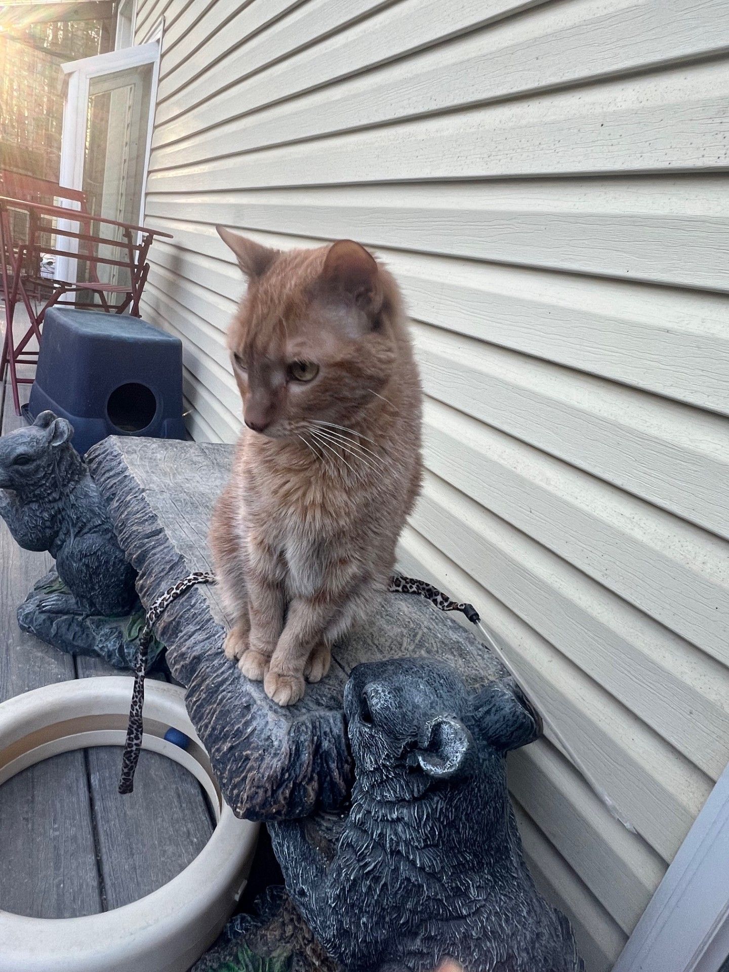 RescueCats, Inc.