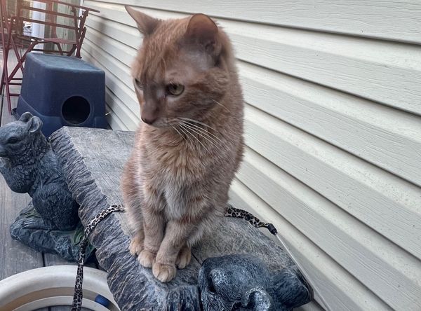 RescueCats, Inc.