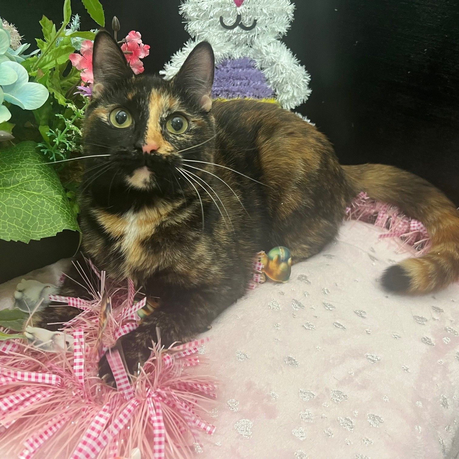 RescueCats, Inc.