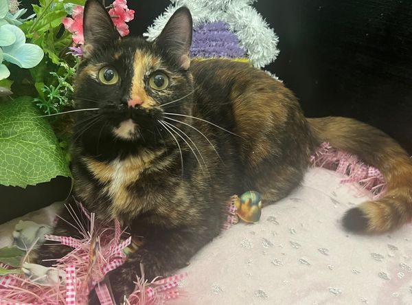 RescueCats, Inc.