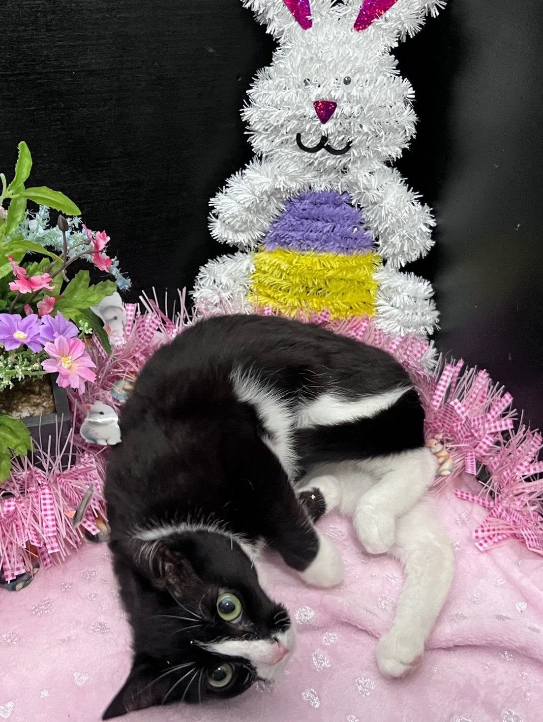 RescueCats, Inc.