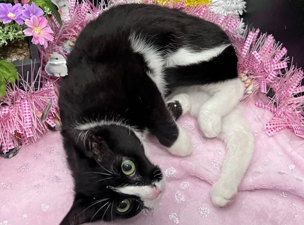 RescueCats, Inc.