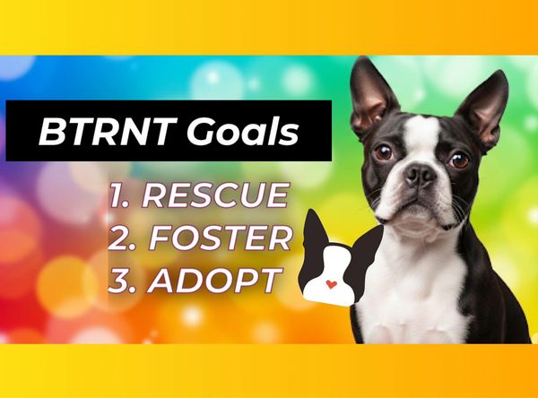 Boston Terrier Rescue of North Texas