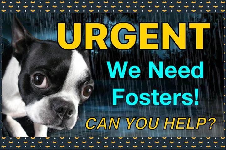 Boston Terrier Rescue of North Texas
