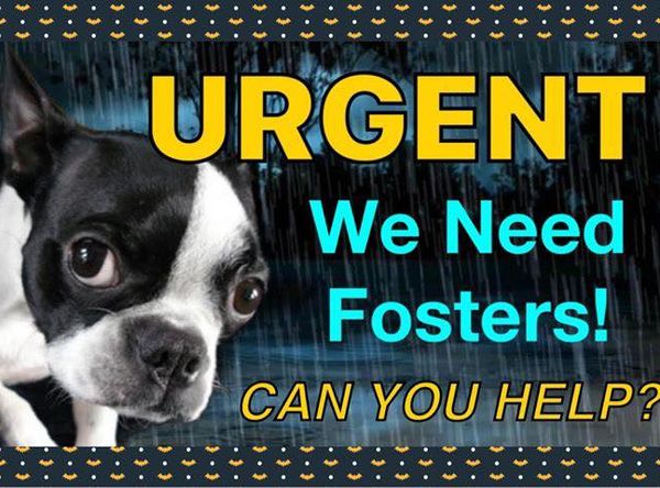 Boston Terrier Rescue of North Texas