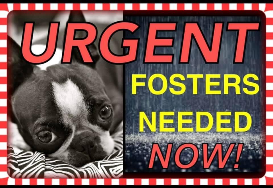 Boston Terrier Rescue of North Texas