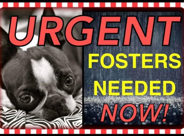 Boston Terrier Rescue of North Texas