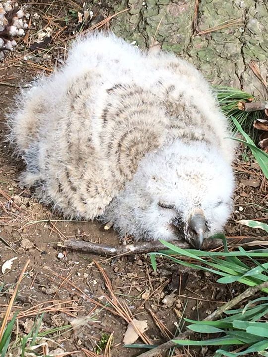 Walden's Puddle Wildlife Rehab Educ Ctr